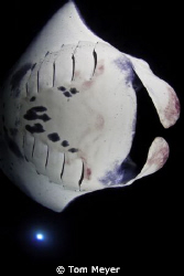 Kona Manta Dive at Garden Eel Cove.  My first time to see... by Tom Meyer 